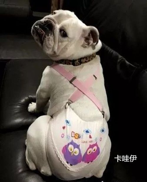 狗子来月经穿生理裤,狗子生理期生理裤自制