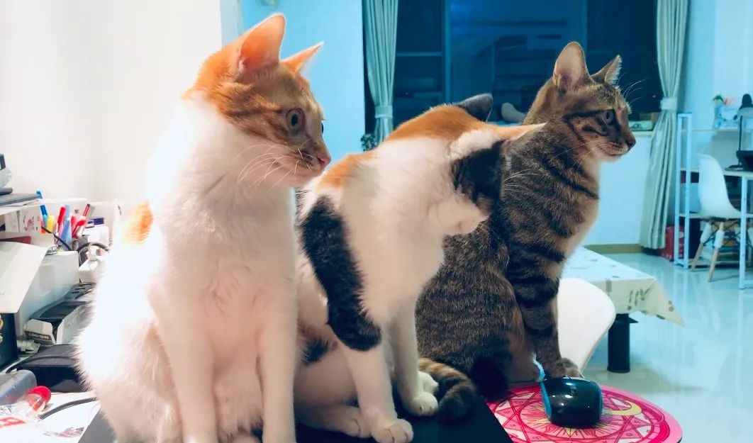 家养的猫咪需要打狂犬疫苗吗,家养的猫咪需要接种疫苗吗