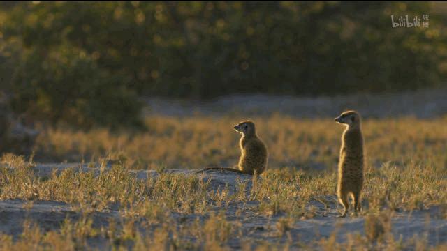 bbc纪录片最值得看的,bbc神级纪录片豆瓣评分超9