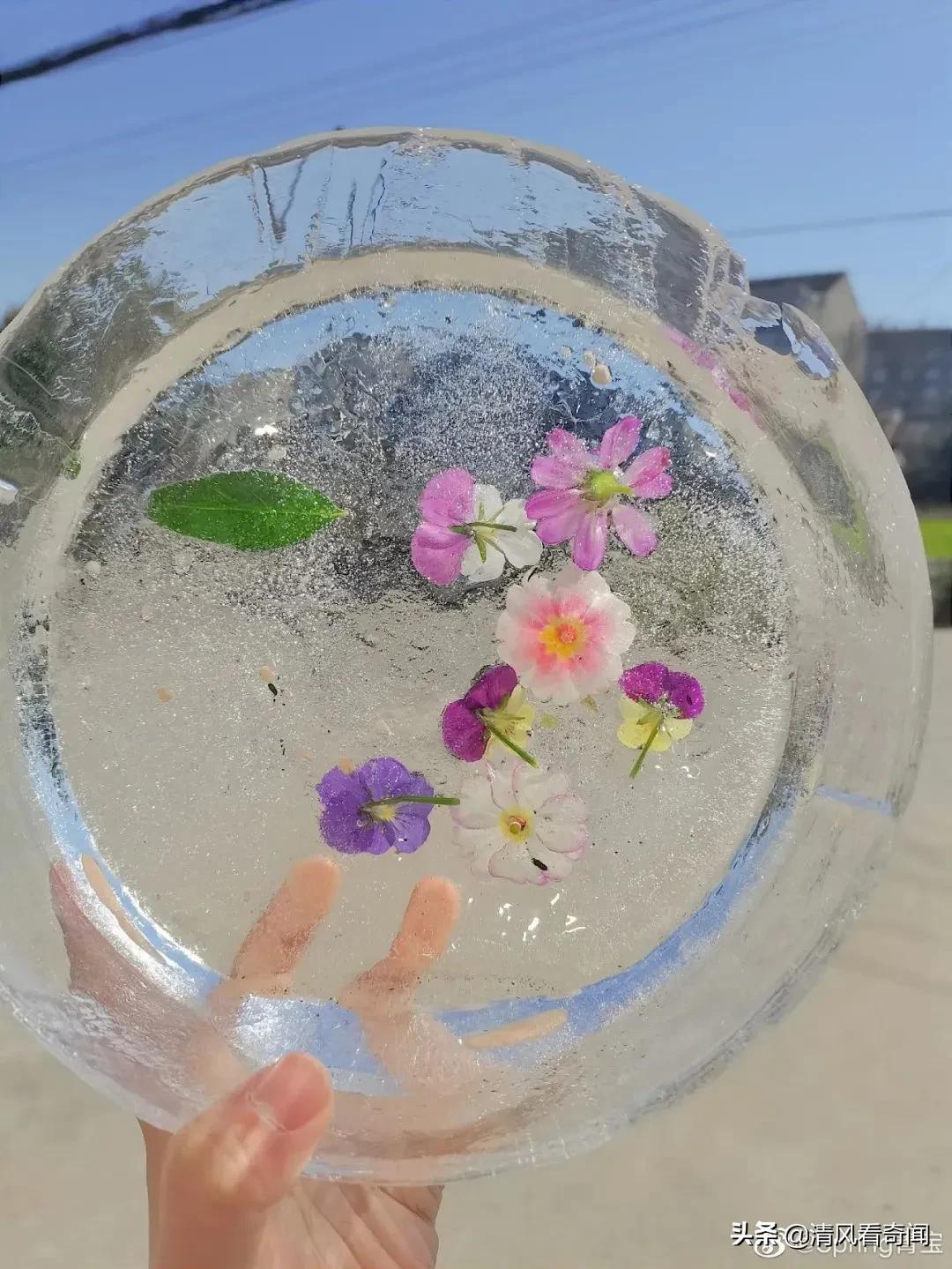 冻冰花美篇,冻冰花的美篇