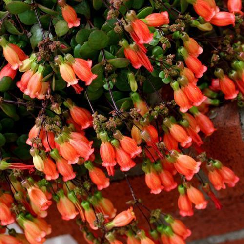 宫灯款年宵花,最旺家的花宫灯长寿花