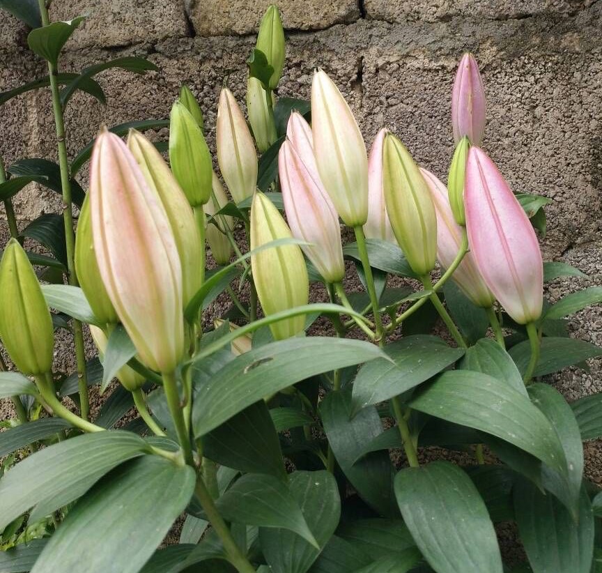 种球一年四季开花品种有哪些,硬根花卉种球大全图解