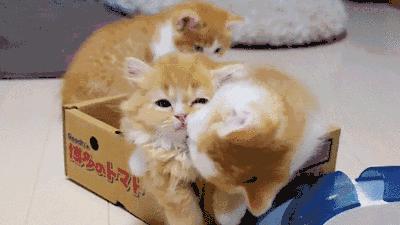 萌化了！十堰茅箭区首届撸猫节，周末约起