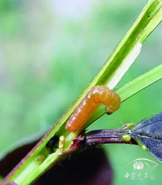 樱桃的常见病虫害及防治方法,樱桃虫害最佳防治方法