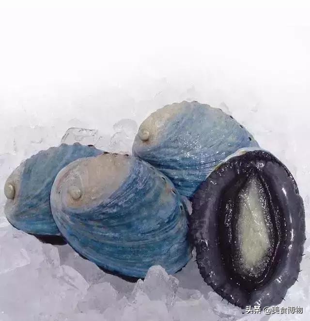 鲍鱼大全，带你认知全世界的鲍鱼（下）