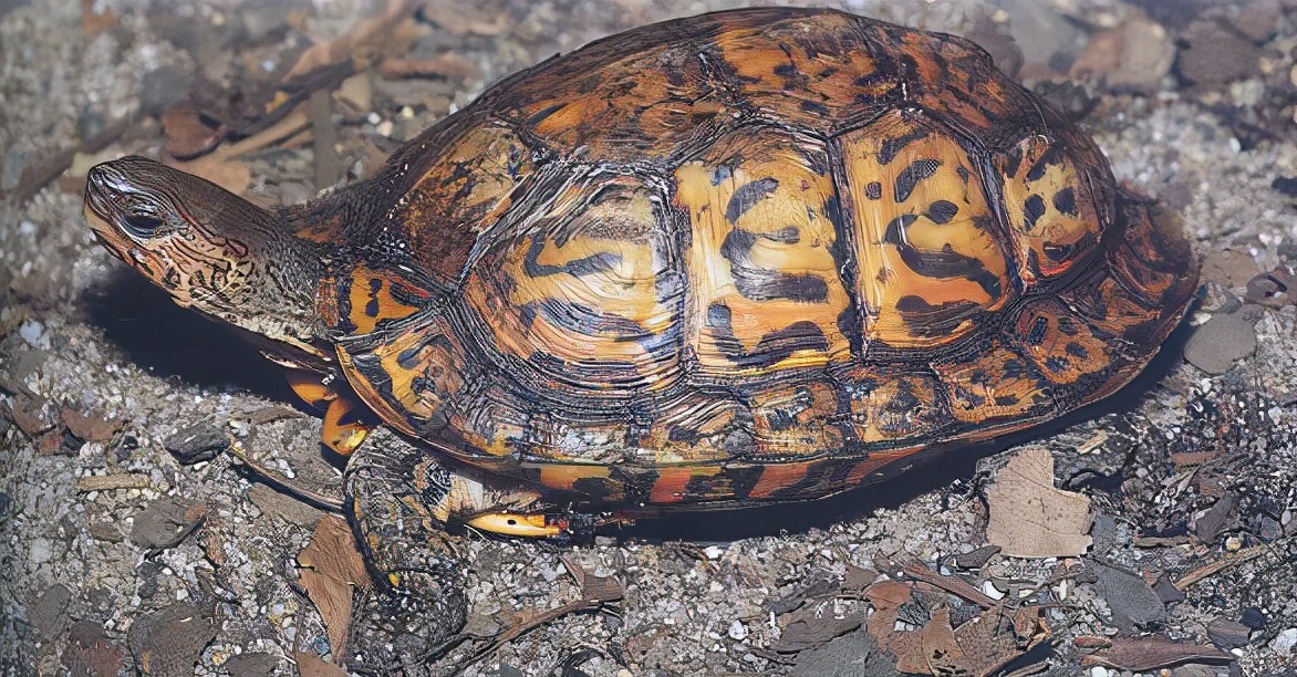 龟类纪录片,龟类图片