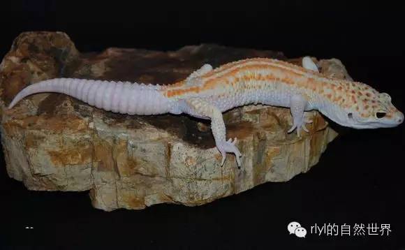 Eublepharismacularius豹纹守宫