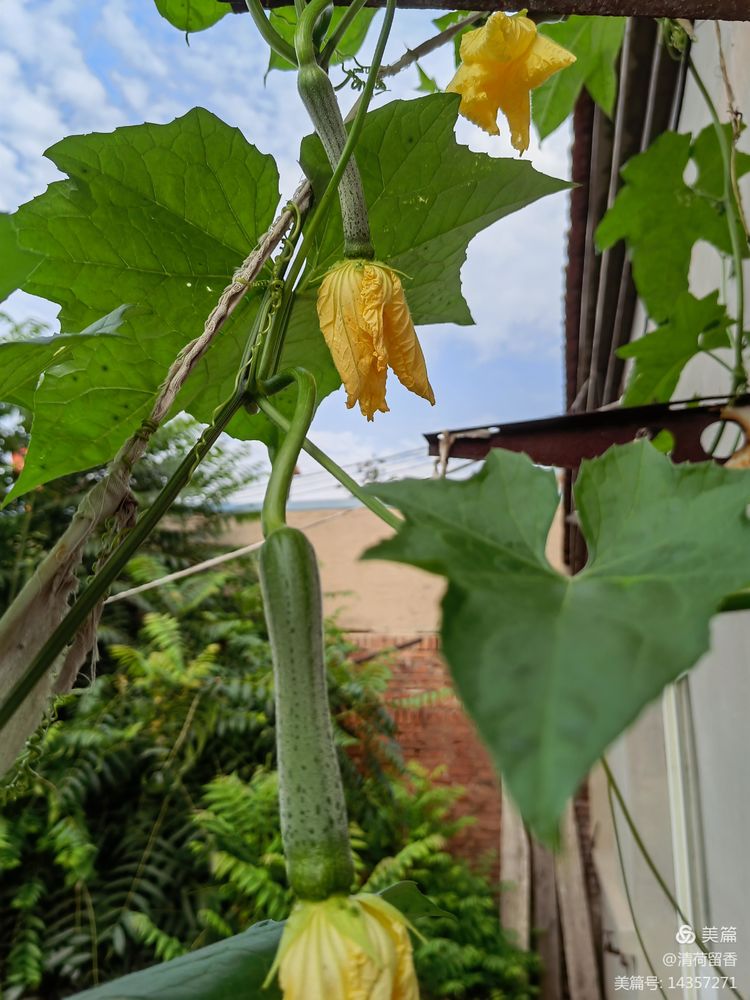 散文:黄黄的瓜花儿