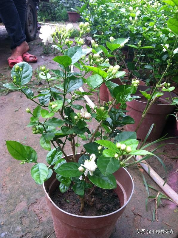 养茉莉花,一个花苞都没有?只需浇“2种水”,花苞多、开花量大