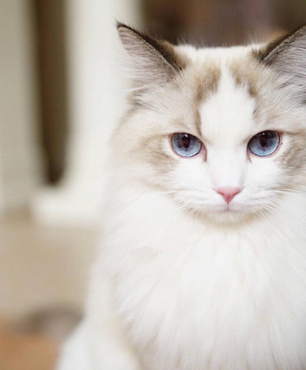 布偶猫5万一只被骗了吗,上网买一只布偶猫800元被骗