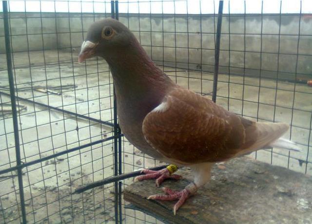幼鸽跟老鸽子分棚的好处,信鸽种鸽散养好还是笼养好