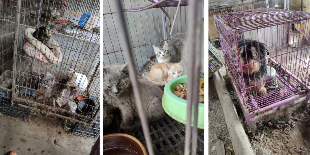 田园猫得了猫瘟，医生劝“别治了，治病的钱够买一只品种猫了…”