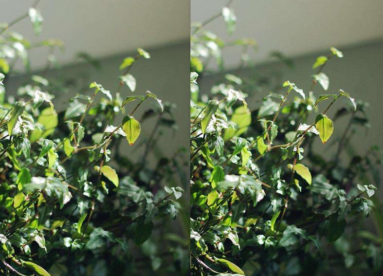 自己种一盆婚纱吊兰,开花白色小花,送女神心意足