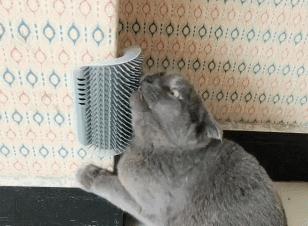 我给猫花的冤枉钱，能在广州买一套房