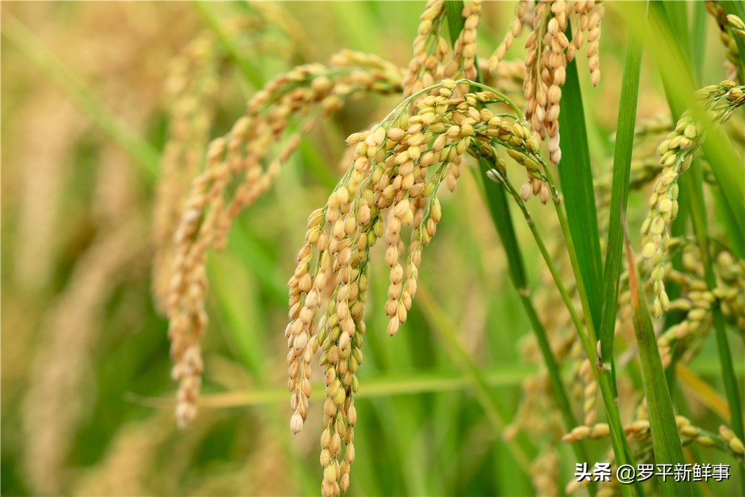 罗平油菜花田宣传片,今日罗平油菜花田