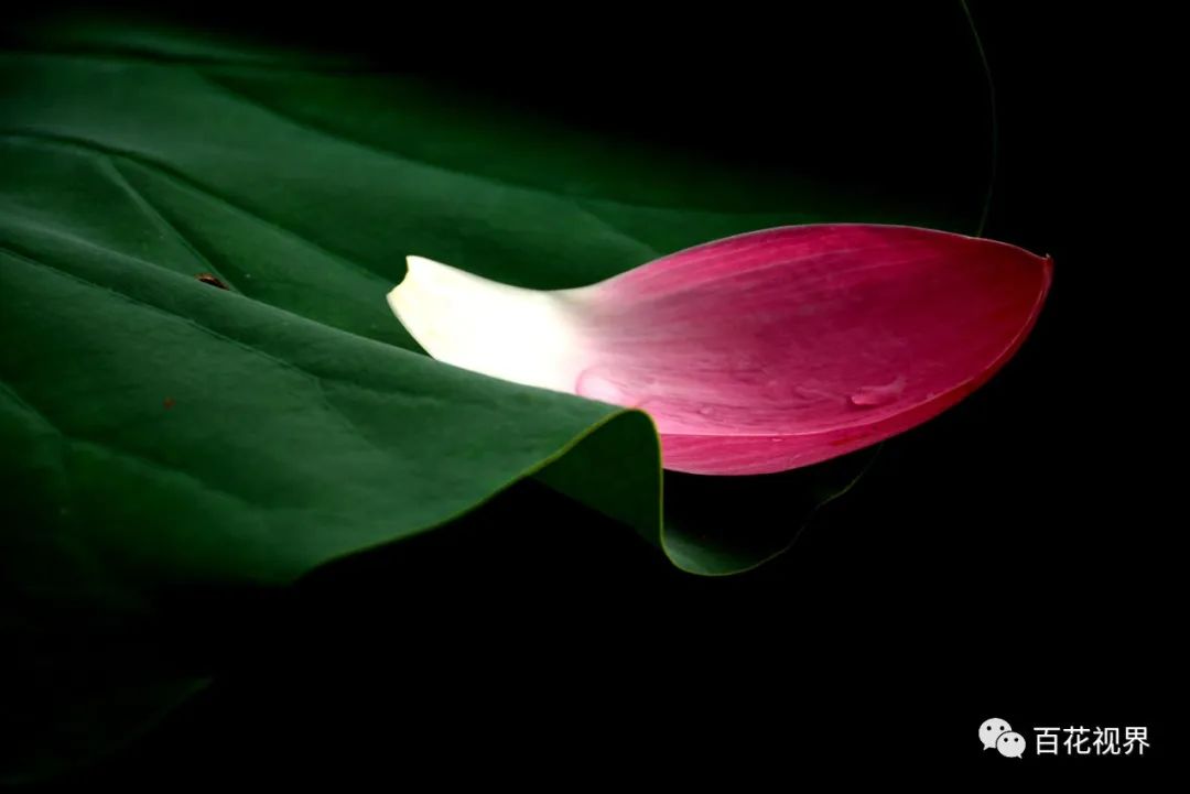 邯郸市女性摄影家,邯郸市女子摄影协会