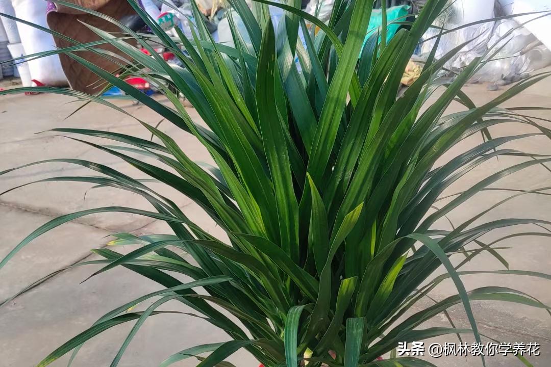 龙血树刚买从网上回来怎么养护,什么品种的龙血树最好养