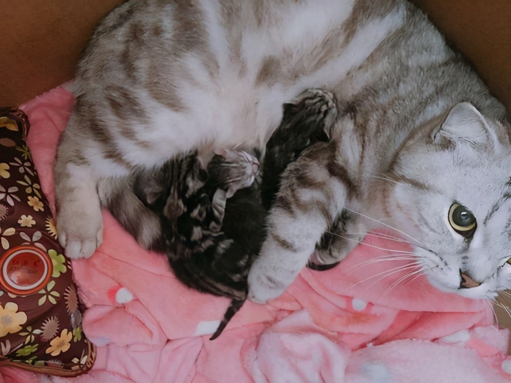 母猫一直叼猫崽是怎么回事,母猫把小猫崽都叼到猫砂盆