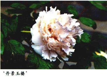 牡丹，熟悉而陌生——“花王”的前世今生，带你重新认识牡丹