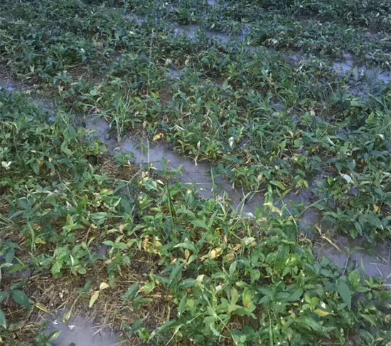 半夏出苗后用什么肥好,半夏出苗后需要打什么药