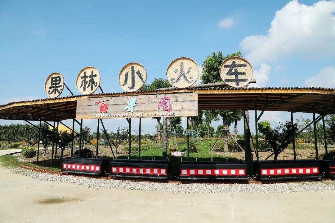 森氧之地，秋游必选！金湖万亩水上森林，真的别有趣味