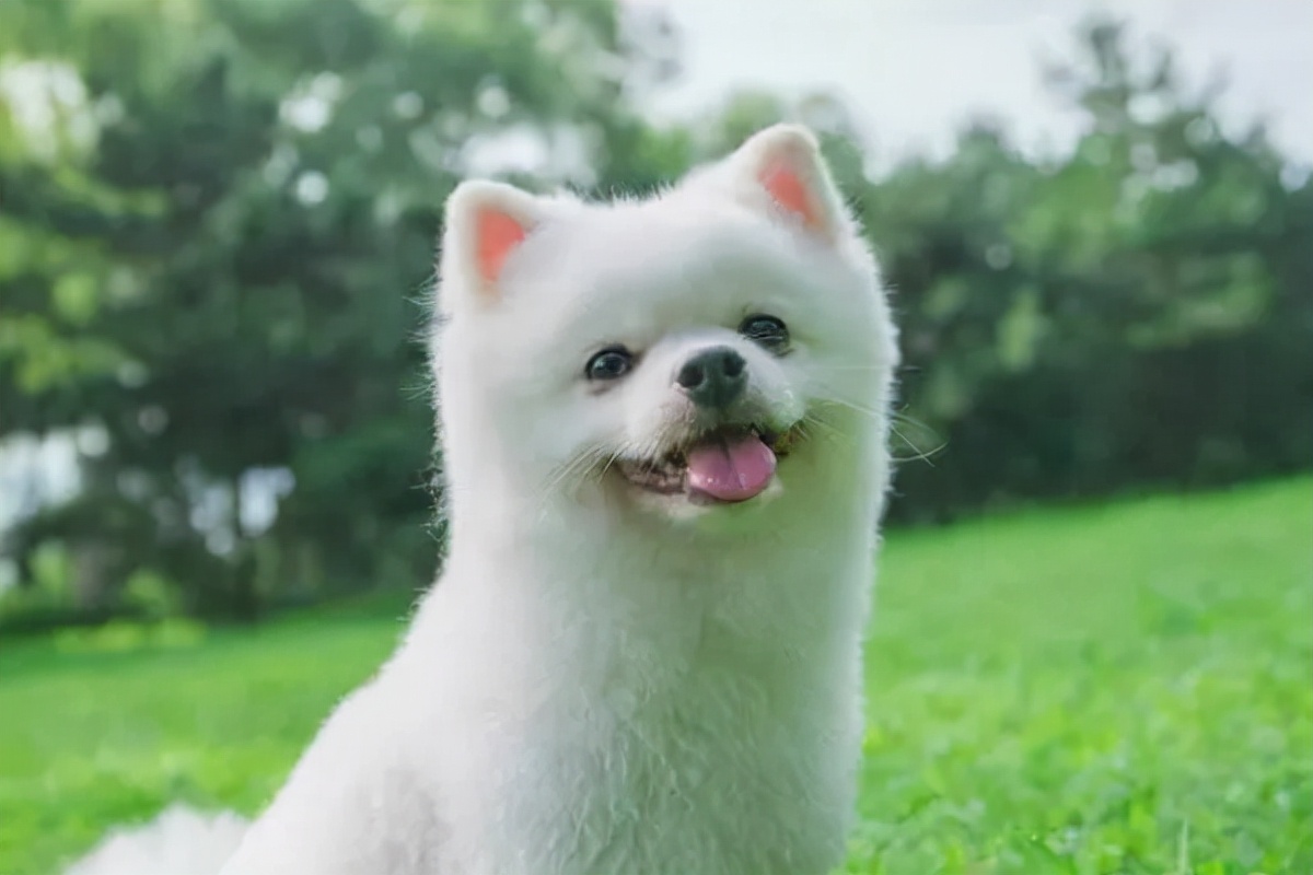 狗狗咳嗽是什么原因导致的,狗狗咳嗽是怎样的症状