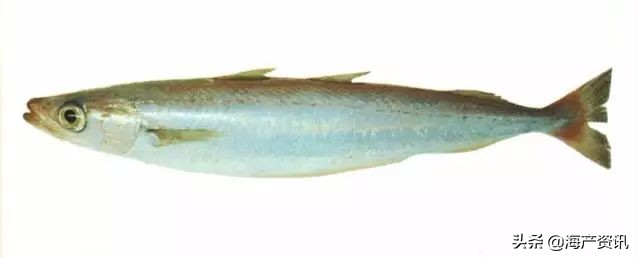 真鳕鱼科普,真鳕银鳕黑鳕鱼