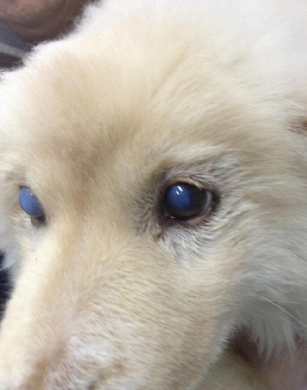 犬瘟热的专家讲解,关于犬瘟热的提问