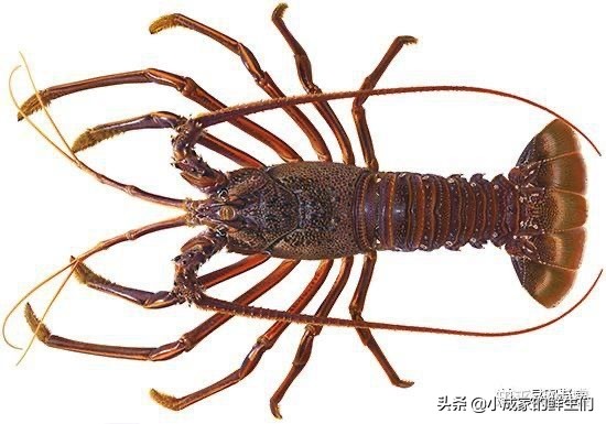 渔民常见捕获海鲜以及价格,野捕海鲜