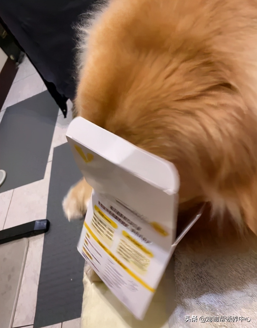 下巴胡须白花花!金毛嘴巴紧闭,双眼无辜卖萌:偶可没有偷吃