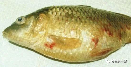 水产鱼鳃虫怎么治疗最好,鱼鳃霉病图片