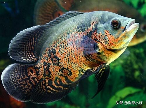 养地图鱼可以不打氧吗,地图鱼最佳饲养温度