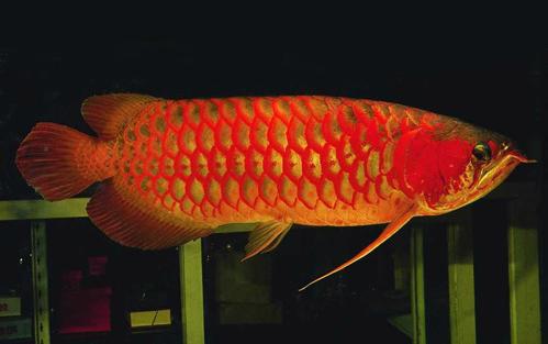 龙鱼品种鉴赏之红龙鱼,新手选什么品种龙鱼最好