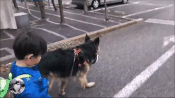 德牧兄弟最新视频,德牧狗5岁了