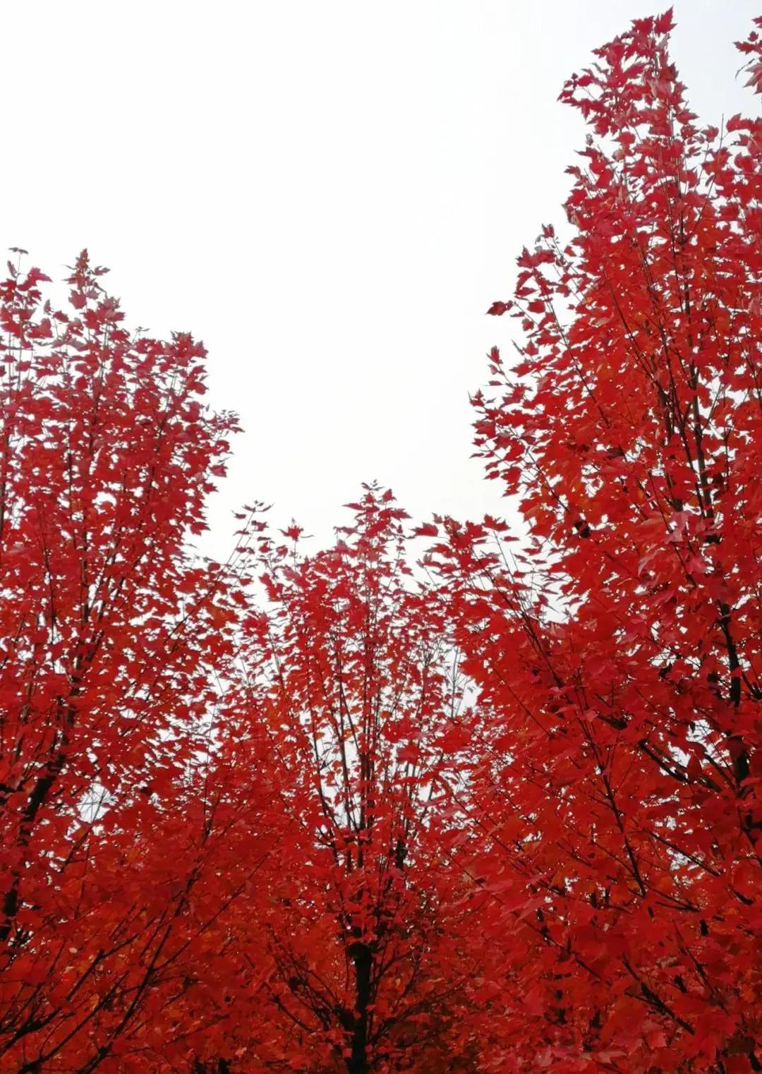横山红枫岭风景区,唐昌镇横山红枫岭