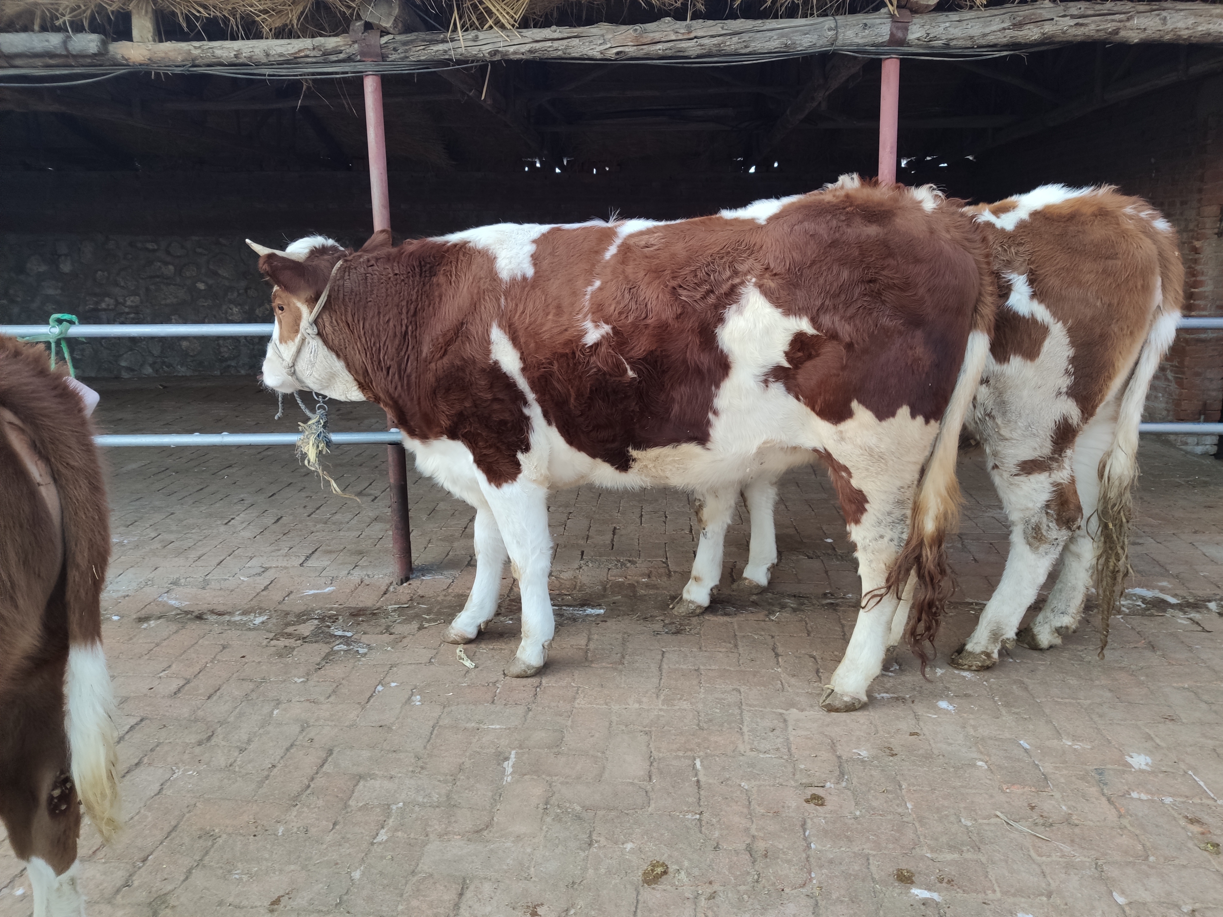 养牛诀窍让你的牛一年四季不得病,快速了解牛的生长过程的方法