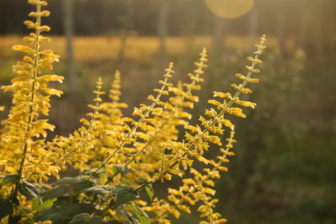 这43个来自世界各地的新品种,快来看看有没有你的菜
