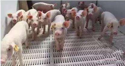 养猪想赚钱注意这3点,养猪要想有钱赚方法很简单