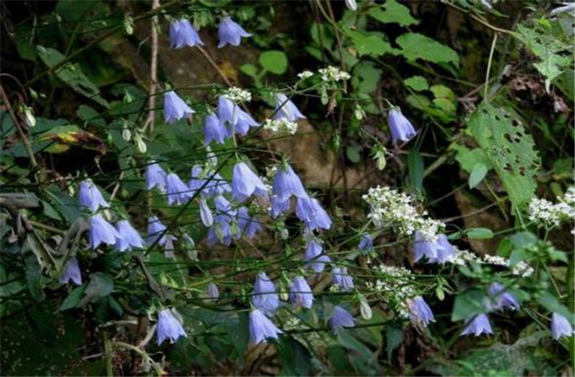 轮叶沙参日晒法,轮叶沙参成分配方第一名