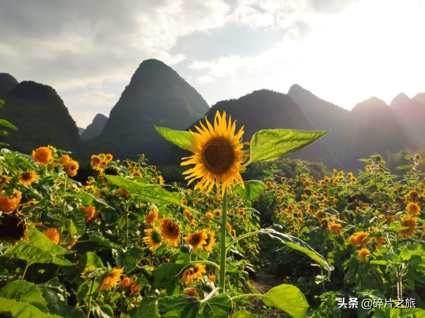 不去后悔去了更后悔,不去后悔去了