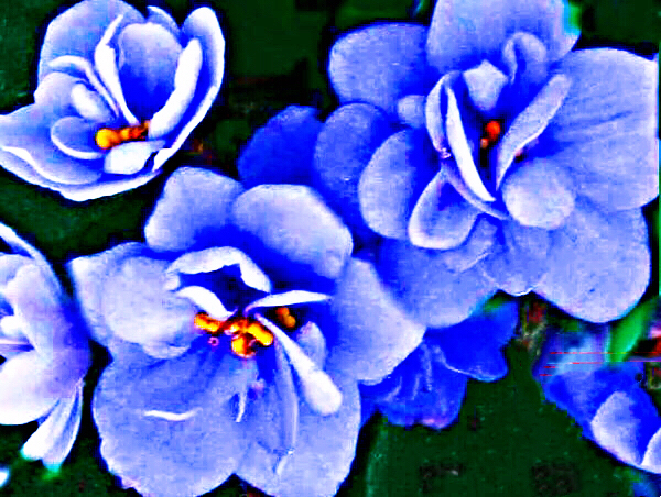 非洲紫罗兰盆栽,紫罗兰花卉盆栽图片