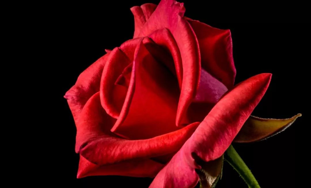 北大女生自杀事件:这场极致的冥王星操纵,只钩住了2件事