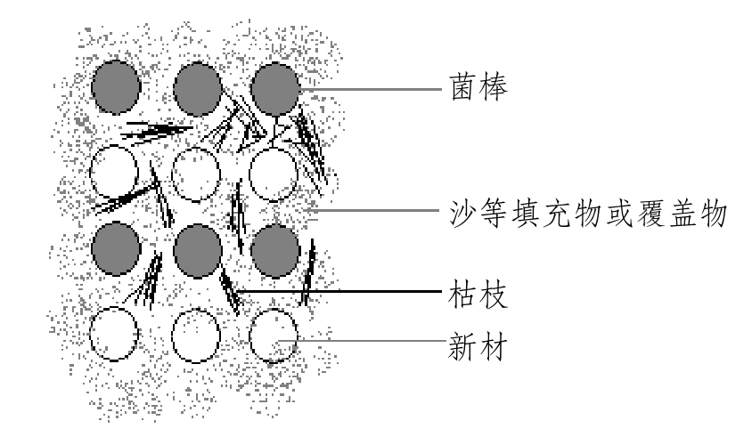 天麻种植技术与栽培管理专家讲解,天麻种植技术怎样管理