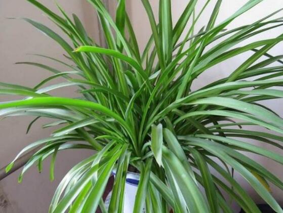 吊兰叶子发黄原因和解决方法,吊兰叶子发黄吊兰喷营养液好吗