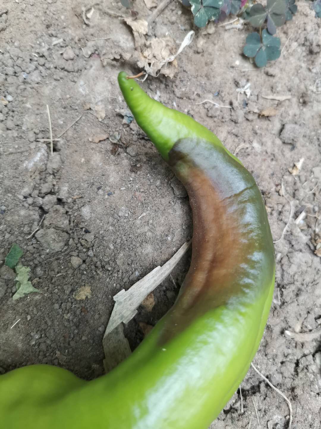 辣椒脐腐病打什么药最好,温室辣椒脐腐病