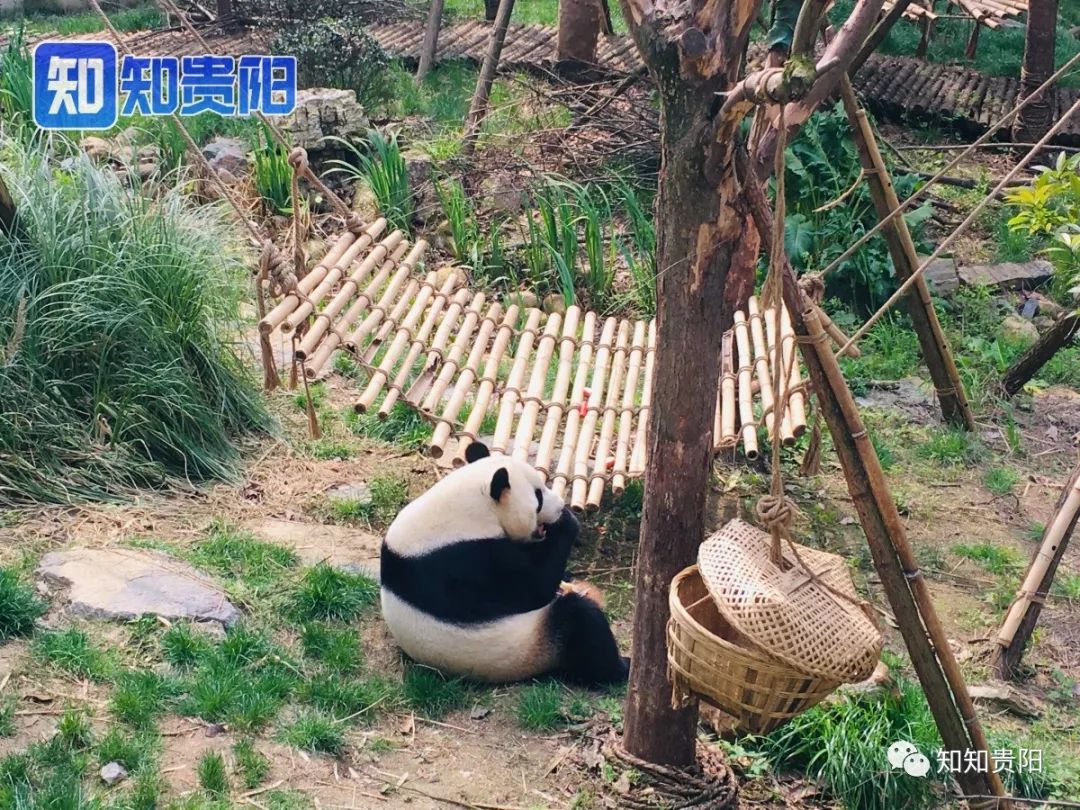 黔灵山公园熊猫馆五一节,贵阳市黔灵山公园熊猫馆开放时间