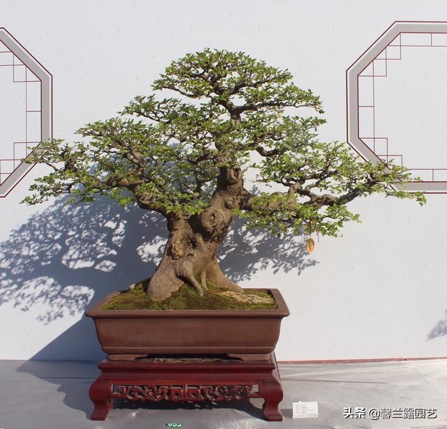 真柏盆景夏季病虫害防治,金豆盆景病虫害防治方法