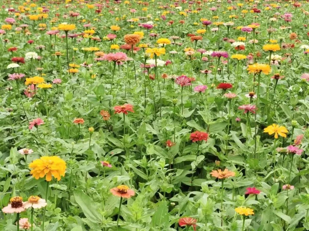 世纪公园拍照馆,世纪公园拍照出片的地方