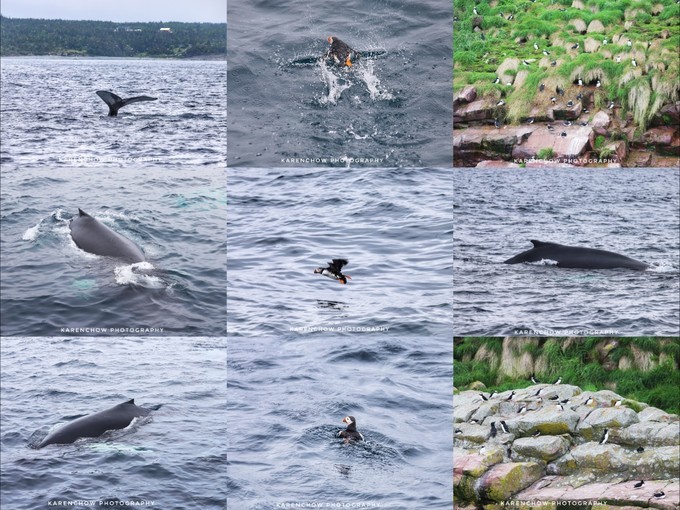 加拿大小众旅游目的地,加拿大纽芬兰自驾旅游