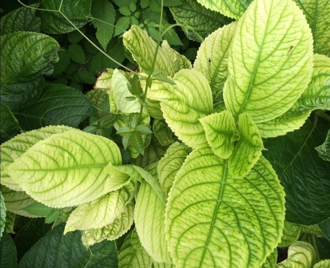 刚买的绣球无尽夏叶片发黄怎么办,绣球花苗叶子发黄枯萎是什么原因